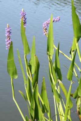 Pickerel Weed